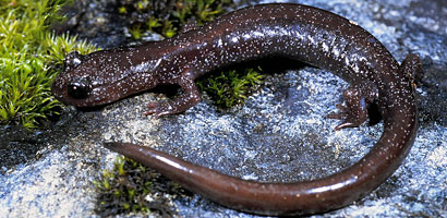 Siskiyou Mountains Salamander