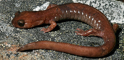 Siskiyou Mountains Salamander