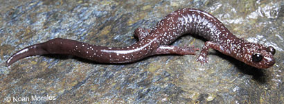 Siskiyou Mountains Salamander