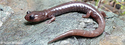 Siskiyou Mountains Salamander