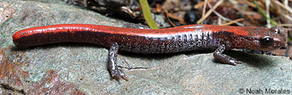 Siskiyou Mountains Salamander