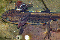 California Newt Larva