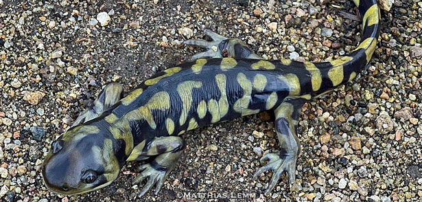 Barred Tiger Salamander