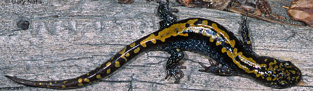 Southern Long-toed Salamander
