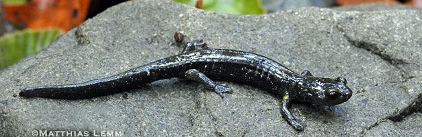 Santa Cruz Black Salamander