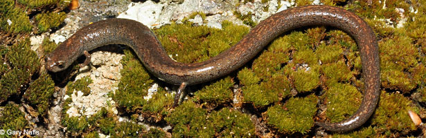 Gregarious Slender Salamander