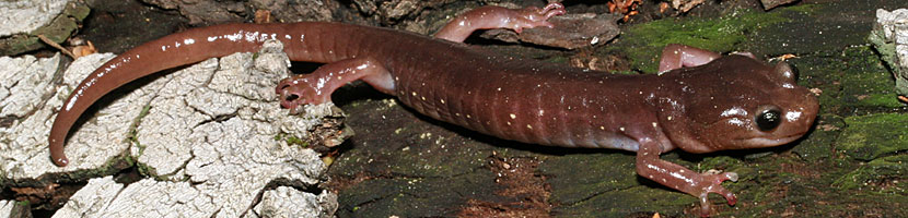 Arboreal Salamander