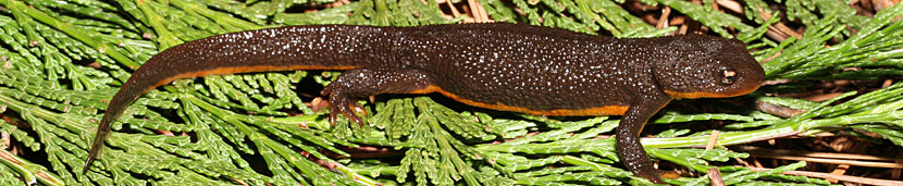 Rough-skinned Newt