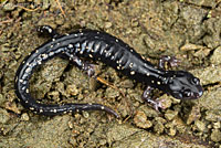 Speckled Black Salamander