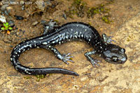 Speckled Black Salamander