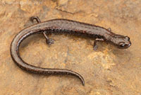 Greenhorn Mountains Slender Salamander