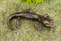 Wintu Shasta Salamander