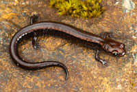 Del Norte Salamander