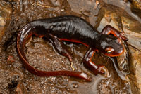 Sierra Newt