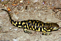 CA Tiger Salamander