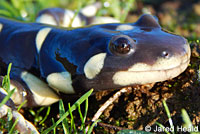CA Tiger Salamander