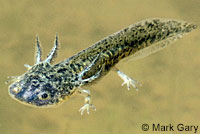 CA Tiger Salamander 