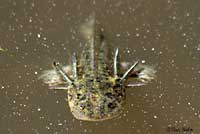 CA Tiger Salamander Larva