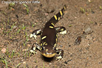 CA Tiger Salamander