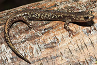 Clouded Salamander