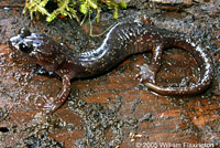 Clouded Salamander