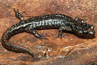 Clouded Salamander