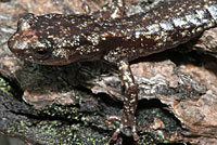 Clouded Salamander