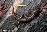 Clouded Salamander