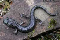 Clouded Salamander