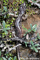 Clouded Salamander