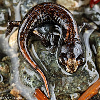 Clouded Salamander