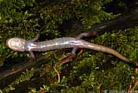 Clouded Salamander