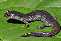 Speckled Black Salamander