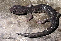 Speckled Black Salamander