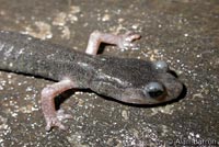 Speckled Black Salamander