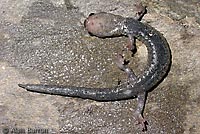 Speckled Black Salamander