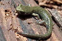 Speckled Black Salamander