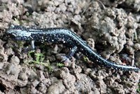 Speckled Black Salamander 