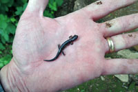 Speckled Black Salamander 