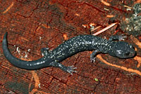 Speckled Black Salamander 