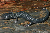 Speckled Black Salamander 