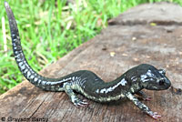 Speckled Black Salamander