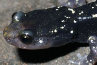 Speckled Black Salamander