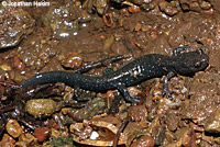 Speckled Black Salamander 