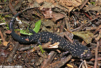 Speckled Black Salamander 