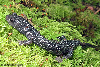 Speckled Black Salamander 