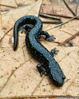 Speckled Black Salamander 