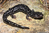 Speckled Black Salamander