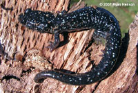 Speckled Black Salamander 