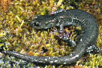 Speckled Black Salamander